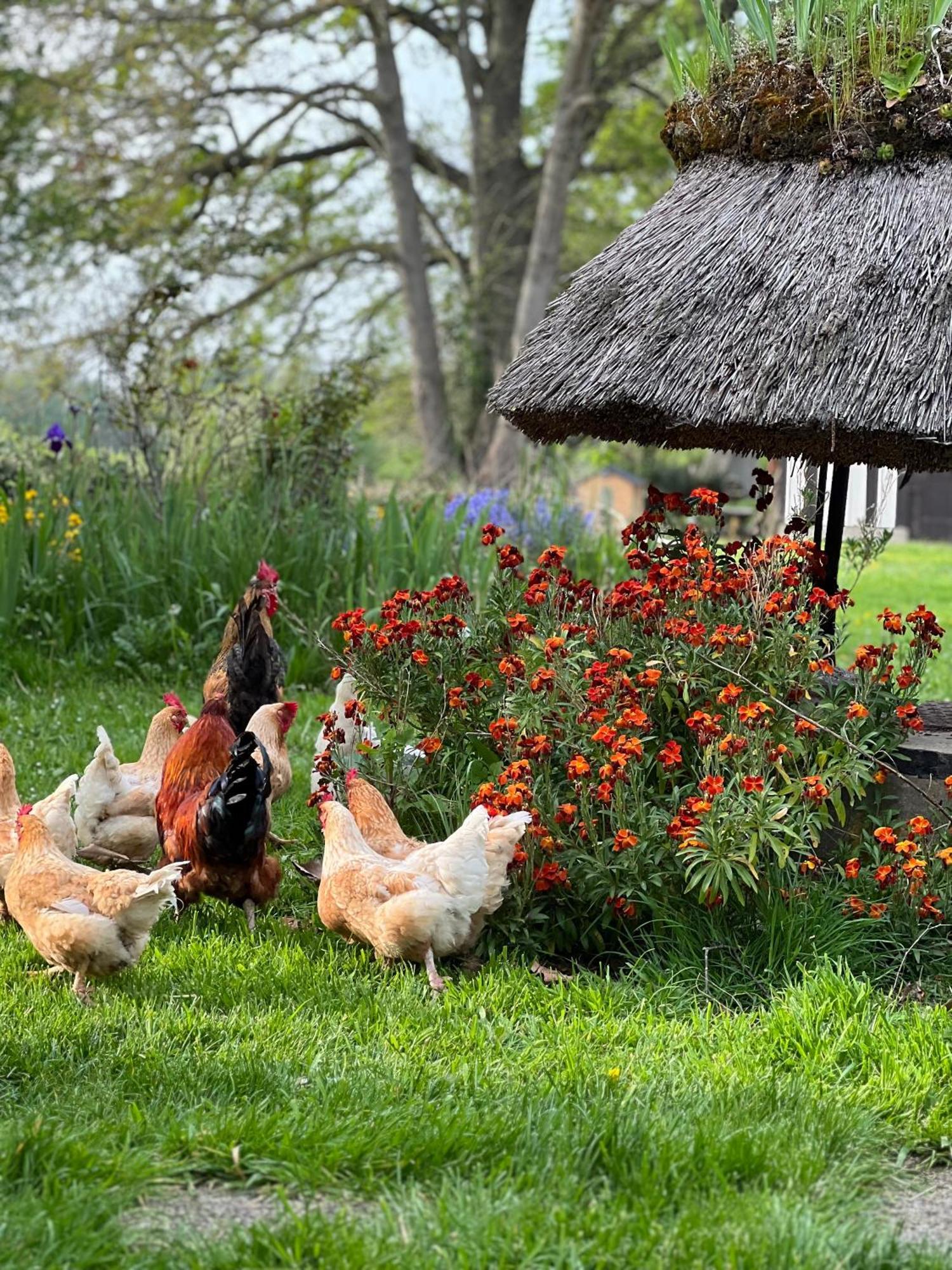 Bed and Breakfast Le Domaine Caribou Sainte-Opportune-la-Mare Экстерьер фото